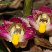 Acanthophippium bicolor Lindl.